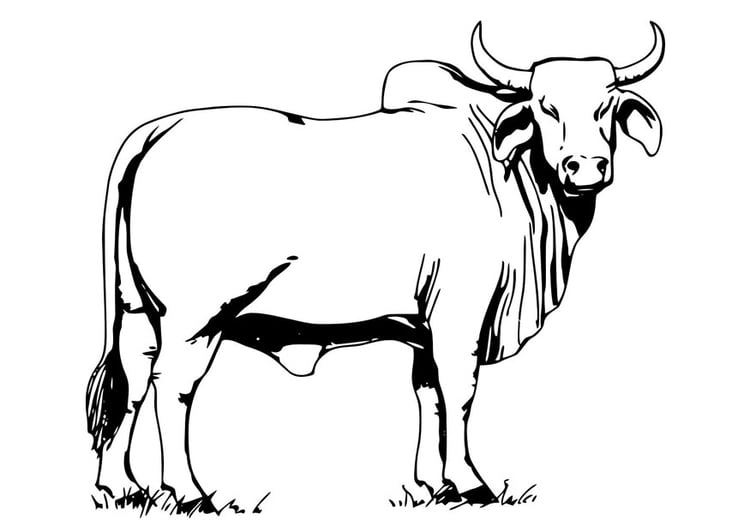 Dibujo para colorear vaca sagrada