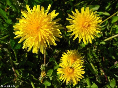 Diente de león