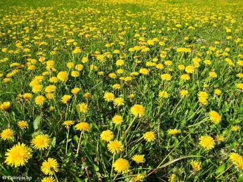 Diente de león