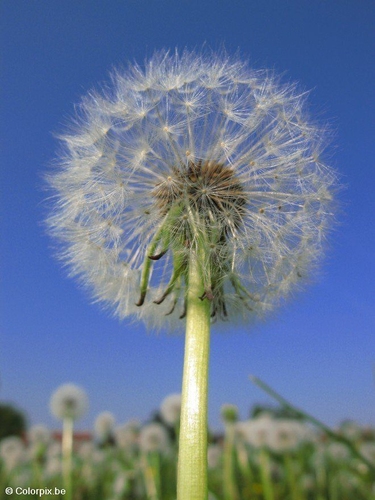 Diente de león