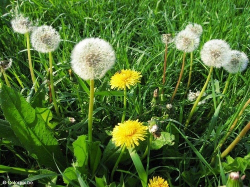 Foto Diente de león