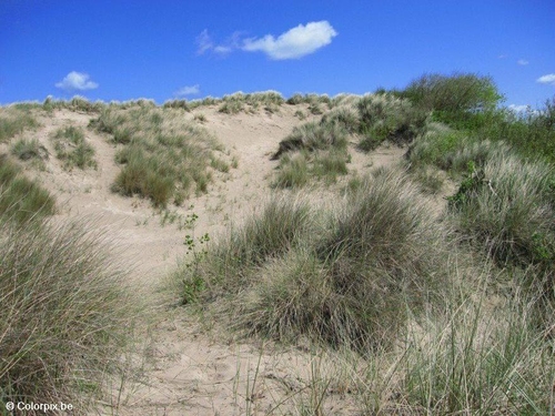 Dunas