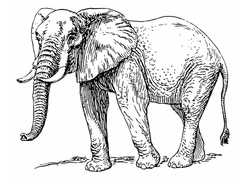 Elefante