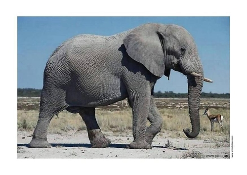 Elefante