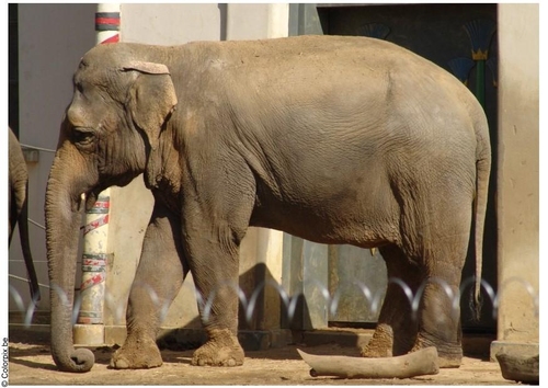 Elefante
