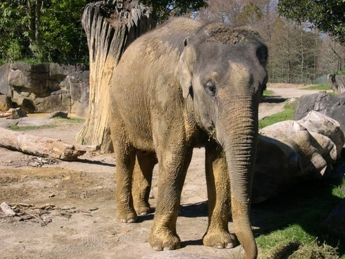 Elefante