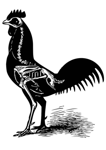 Dibujo para colorear esqueleto de pollo