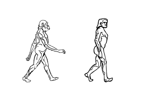 Dibujo para colorear Evolución