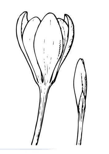 Flor del azafrán