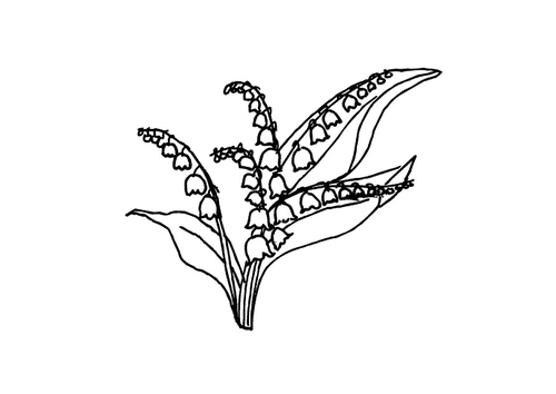 Flores de mayo