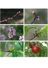 Fotos 7. resumen del desarrollo de la nectarina