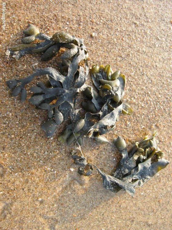 Alga burbuja