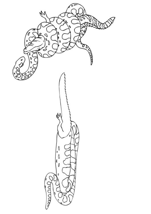 Anaconda y caimán