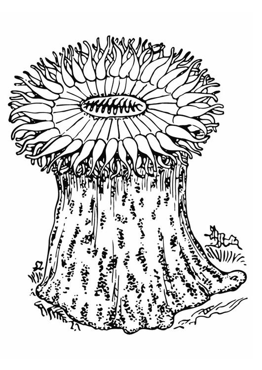 Anémona