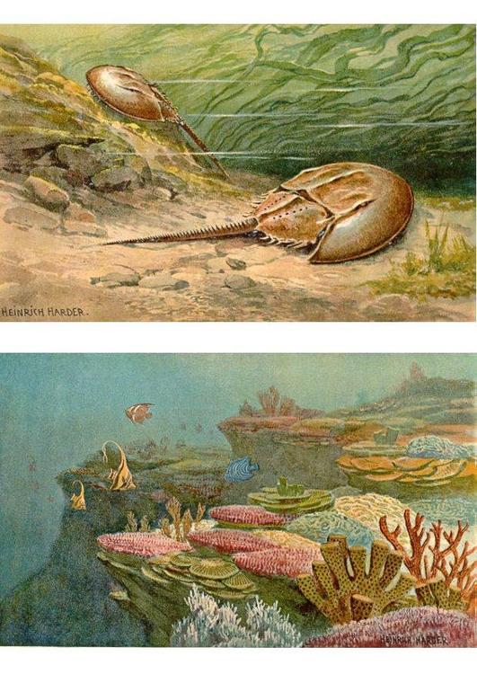 Animales marinos