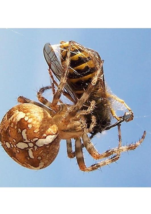 Araña atrapa a un avispa