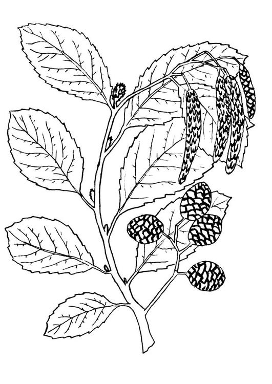 árbol - alisa
