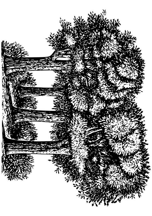 árboles