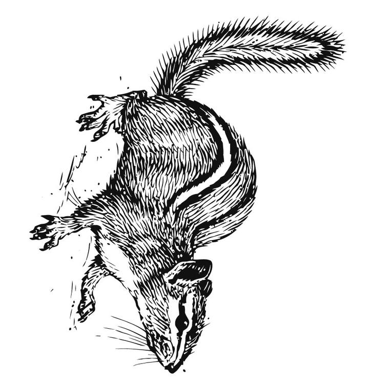 Ardilla
