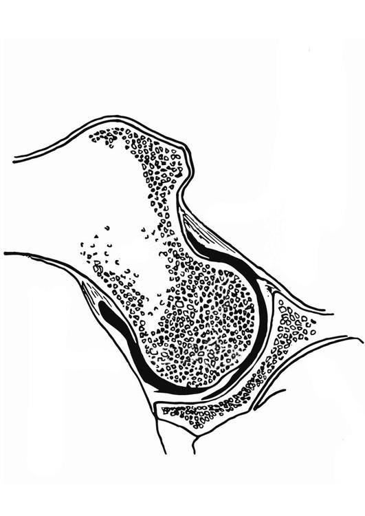 Articulación coxofemoral