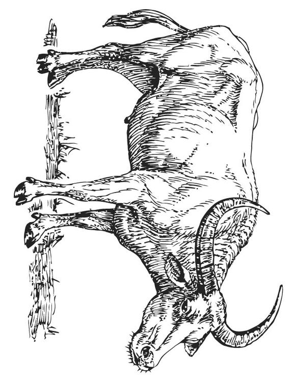 Búfalo