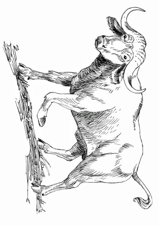búfalo