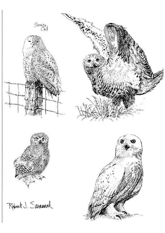 Búhos nivales