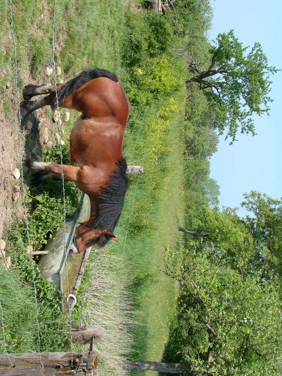 caballo en el campo