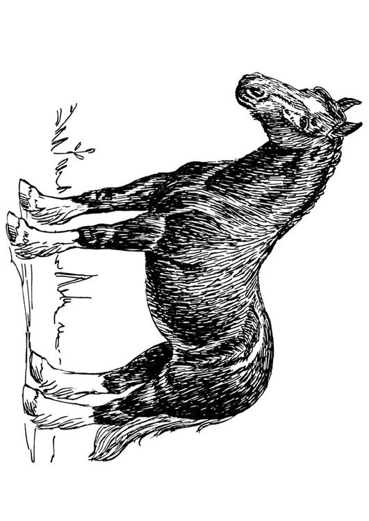 caballo