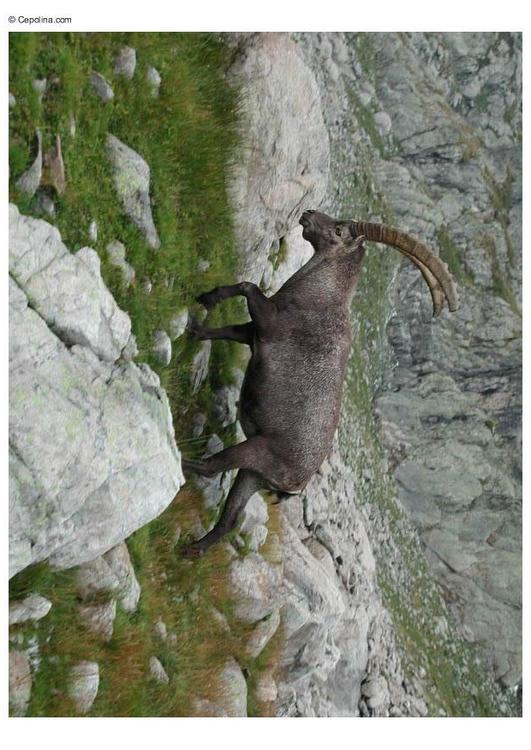 Cabra montesa