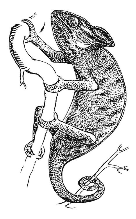 Camaleón
