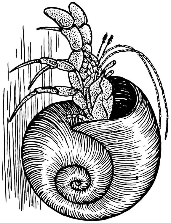 Cangrejo ermitaño