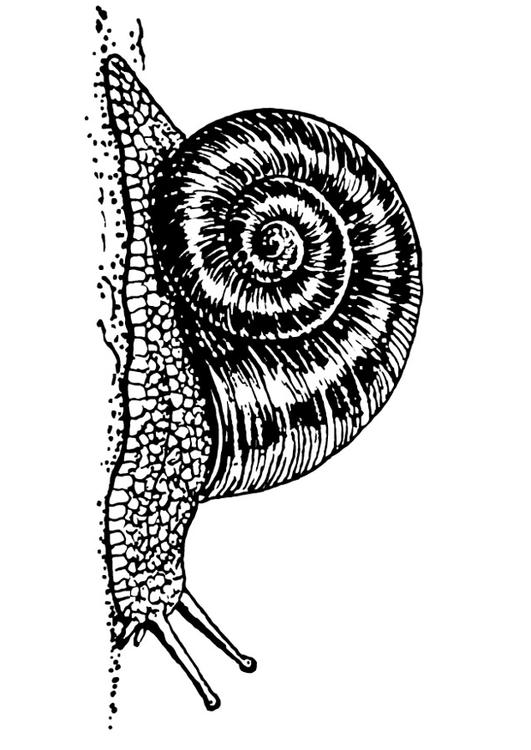 Caracol