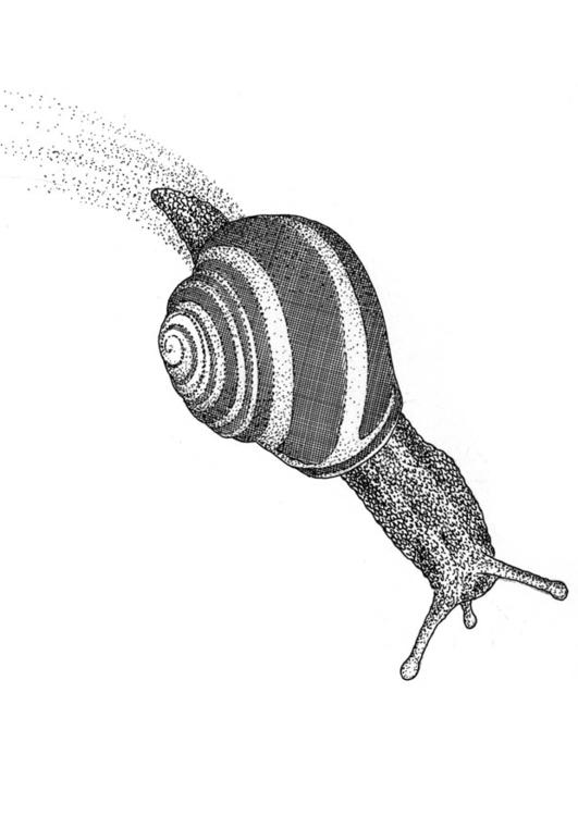 Caracol