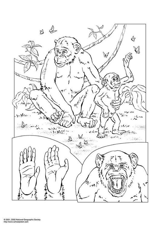 Chimpancé