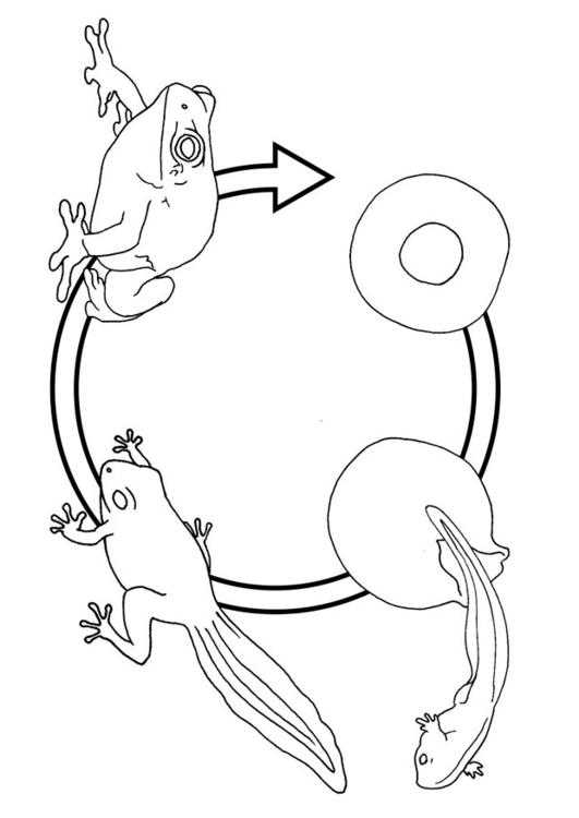 Ciclo de la rana