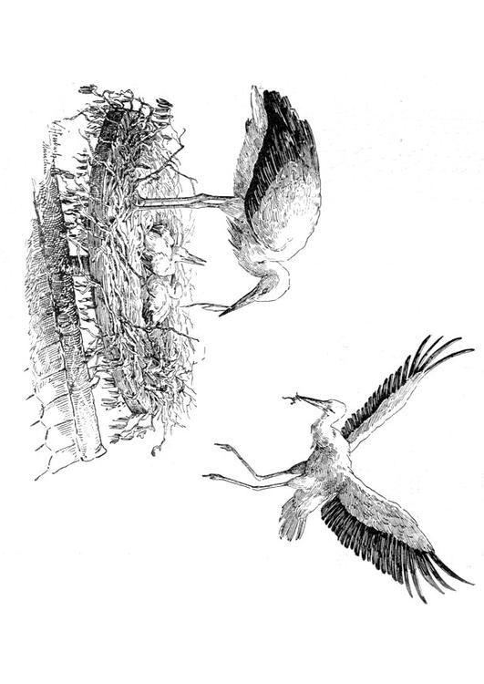 Cigüeña