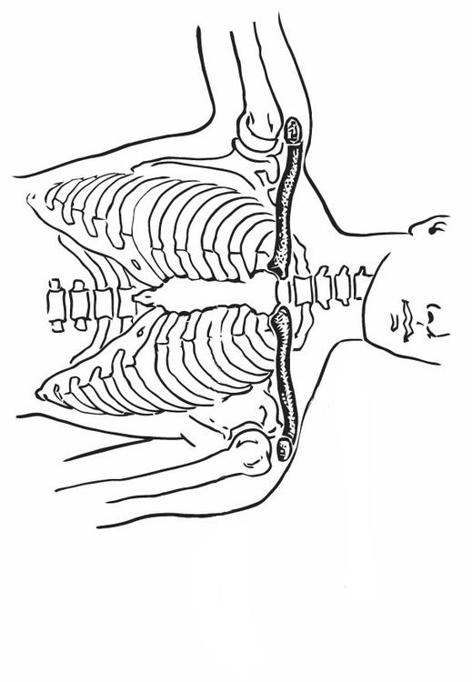 Clavícula y esternón