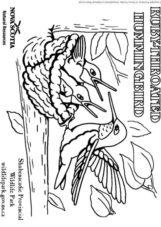 Colibrí