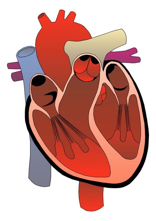 Corazón