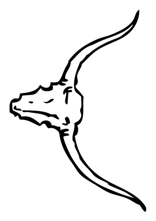 cráneo de toro