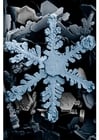 Fotos Cristales de nieve en un microscopio