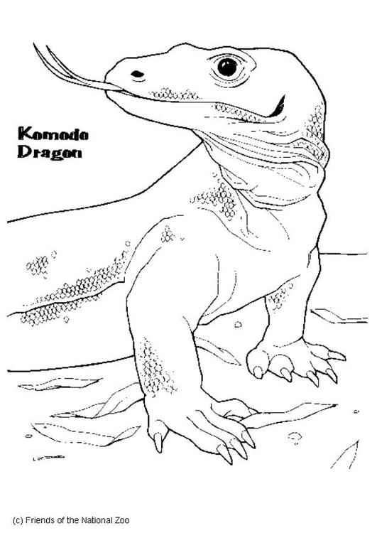 Dragón de komodo