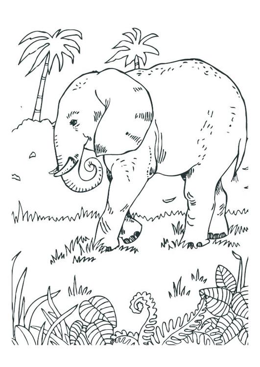 Elefante
