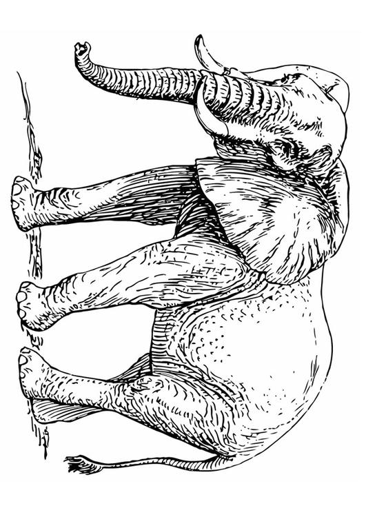 Elefante