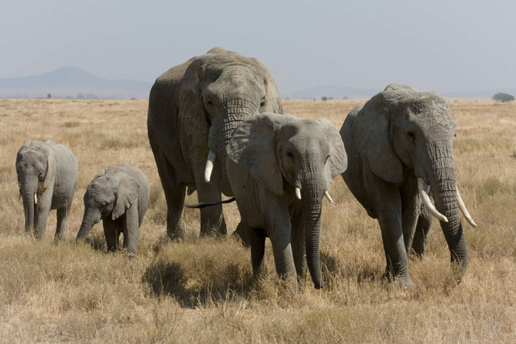 Foto elefantes