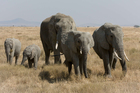 Fotos elefantes