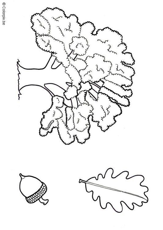 Encina