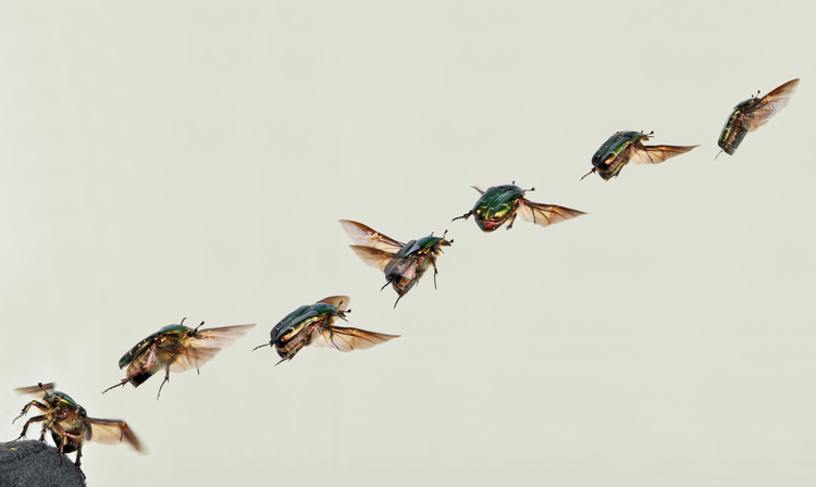 Foto escarabajo dorado volando