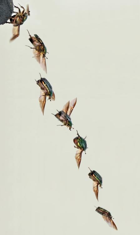 escarabajo dorado volando